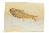 Detailed Fossil Fish (Diplomystus) - Wyoming #373746-1